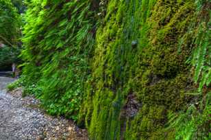 Fern Canyon-3141.jpg